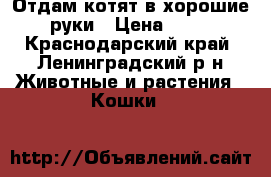 Отдам котят в хорошие руки › Цена ­ 10 - Краснодарский край, Ленинградский р-н Животные и растения » Кошки   